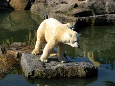 Animal world polar bear nature