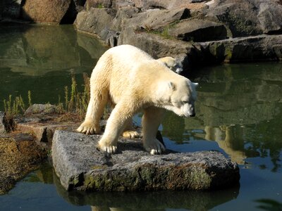 Animal world polar bear nature photo