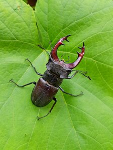 Beetle roháč insect