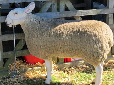Animal livestock wool photo