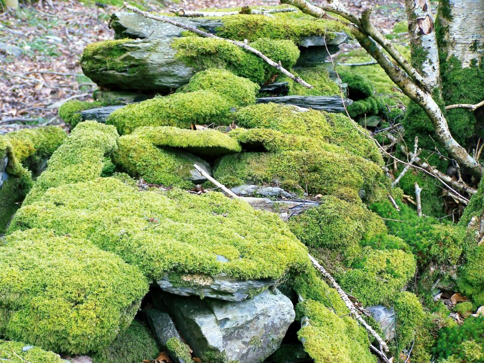 Wall drystone old photo