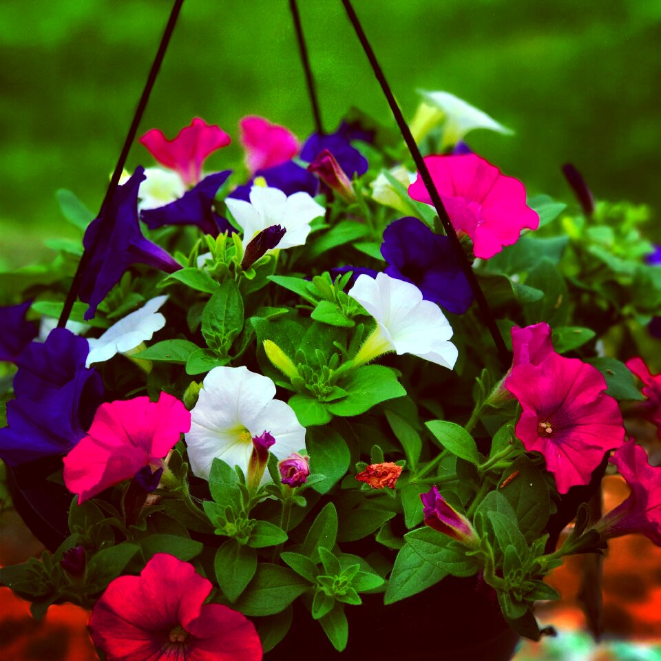 Garden blossom colorful