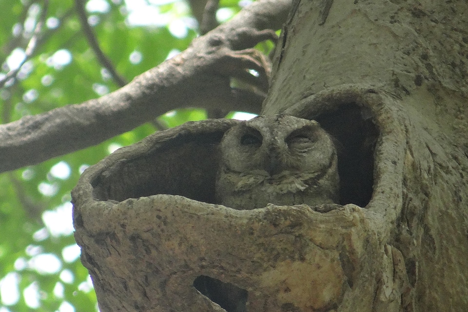 Strigidae tree hollow niche