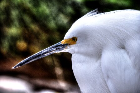 Wildlife yellow eye