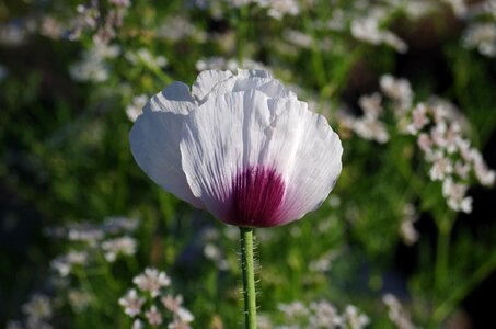 Makovica wild poppy field poppy