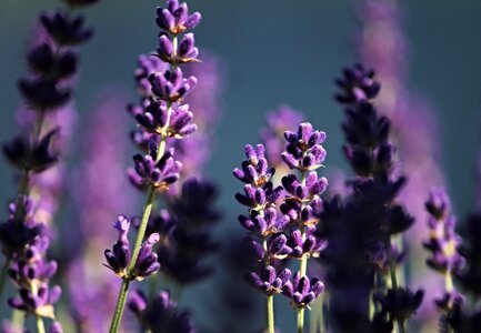 Lavender flowers flower nature photo