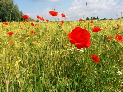Cereals meadow flower meadow