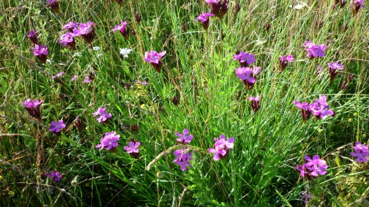 Reported wild flower often