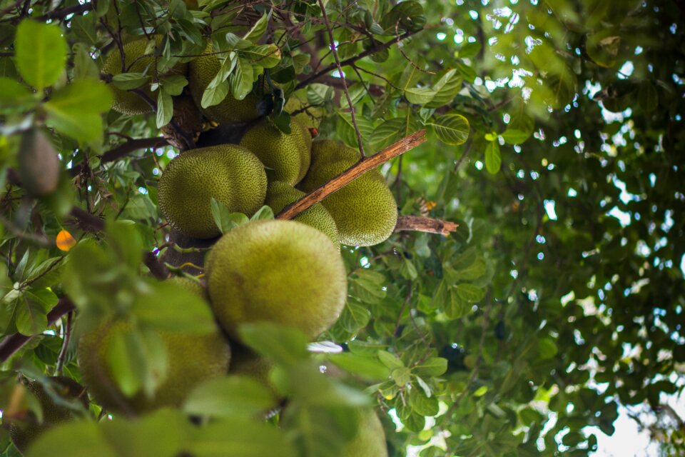 Tropical fresh sweet