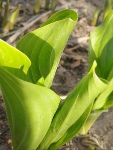 Life eye leaf photo