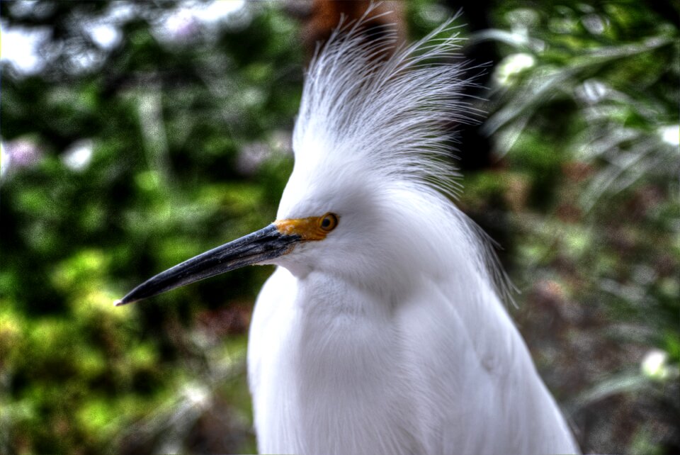 Feathers yellow eye