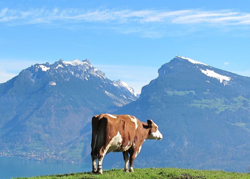 Mountains pasture view