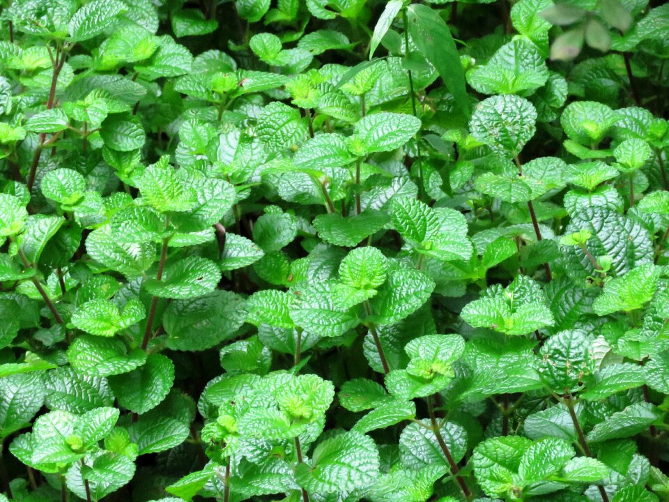 Green leaves color natural