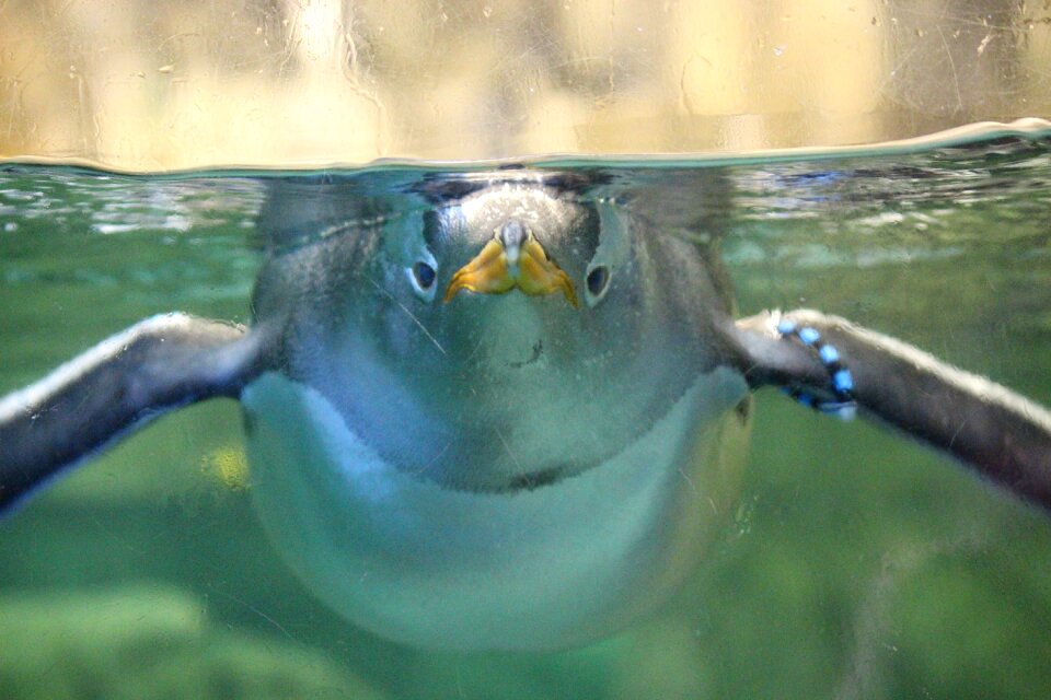 Aquatic birds flightless birds