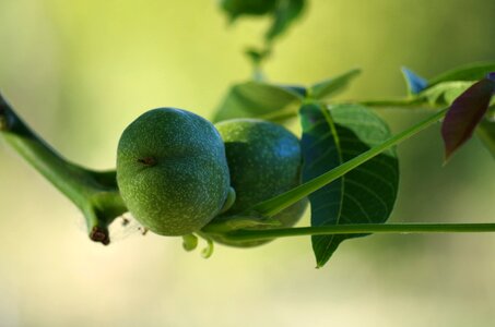 Immature tree fruit