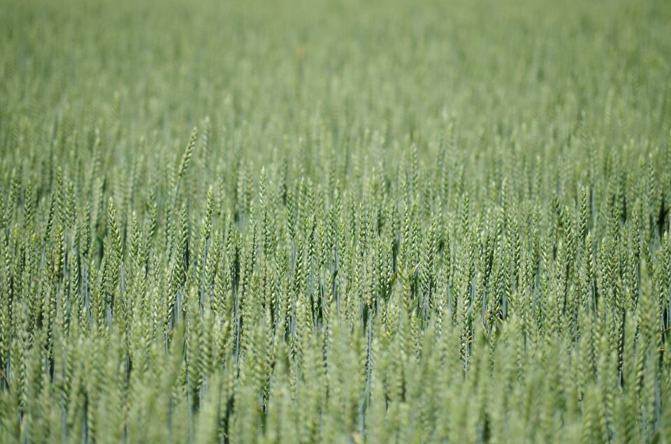 One time bread oats