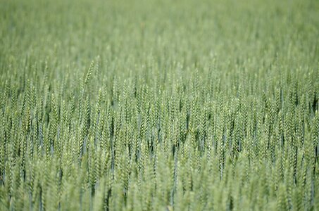 One time bread oats