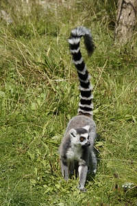 Lemur striped animal