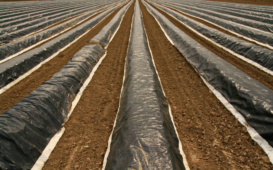 Asparagus time agriculture vegetables