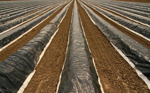 Asparagus time agriculture vegetables