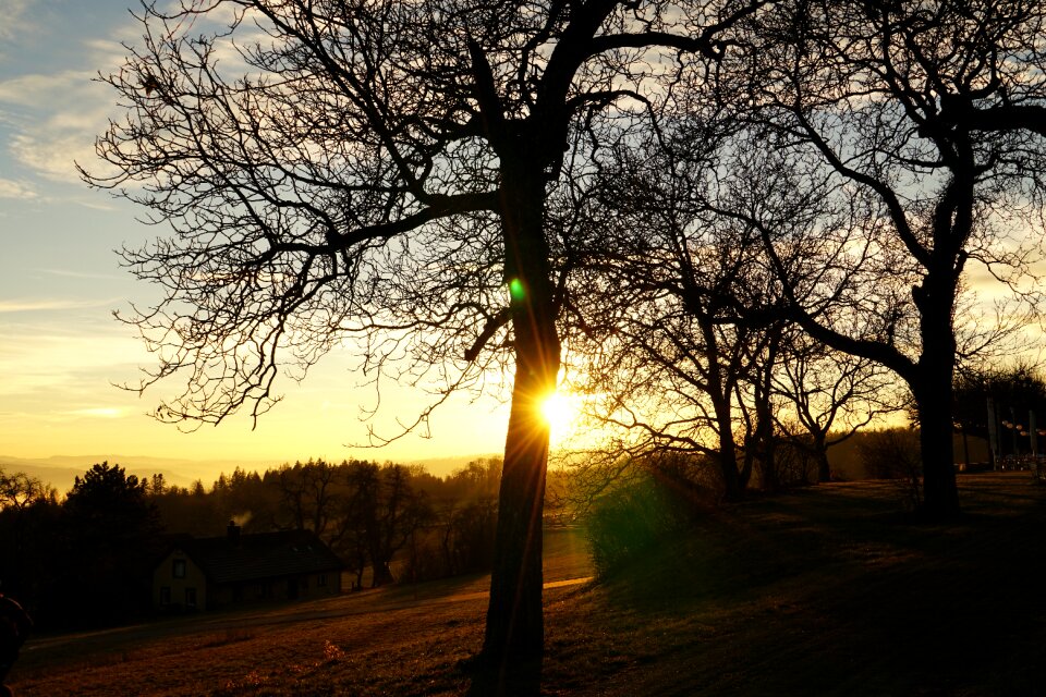Sunset abendstimmung tree