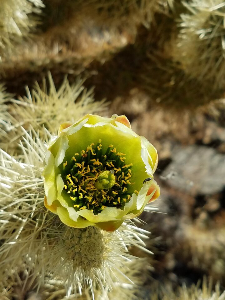 Flower yellow