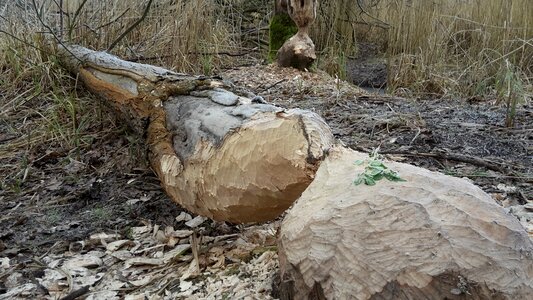 Nature beaver tree beaver damage photo