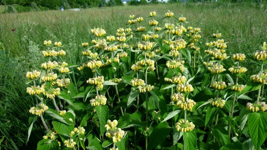 Breeding meadow attractive group of plant