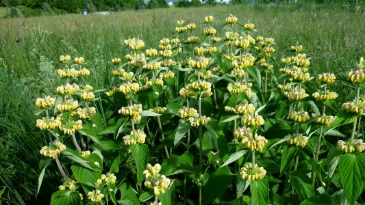 Breeding meadow attractive group of plant photo