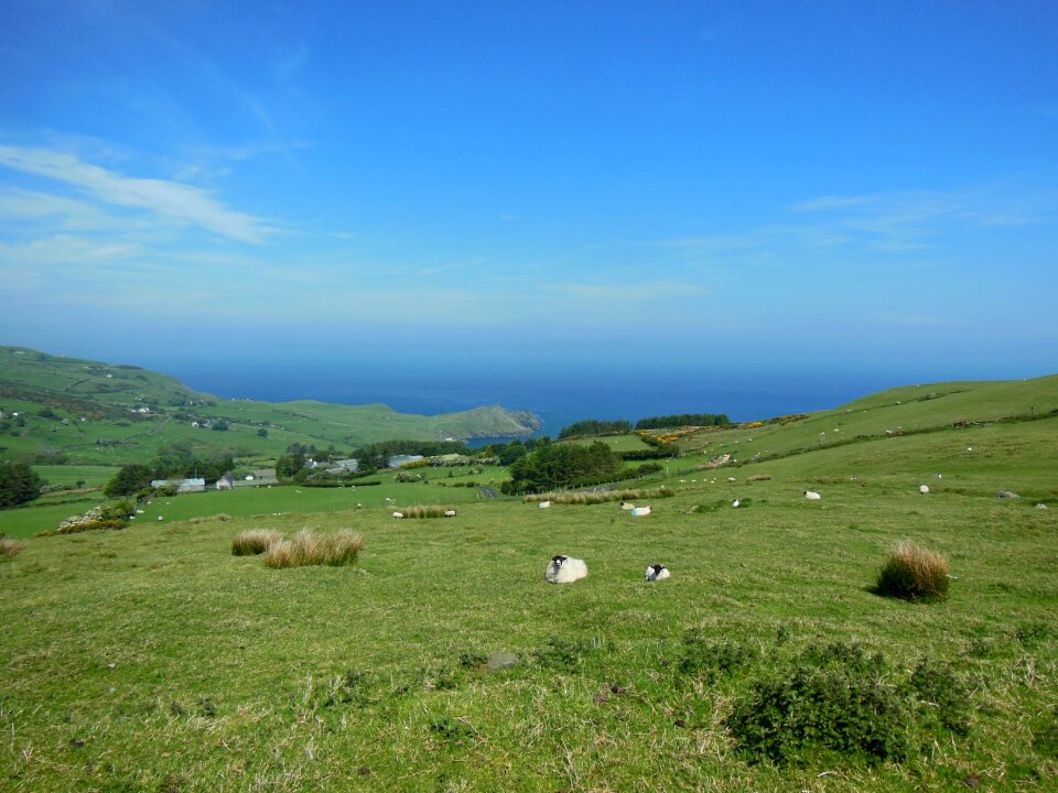 Connemara hill sheep