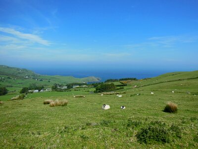 Connemara hill sheep photo