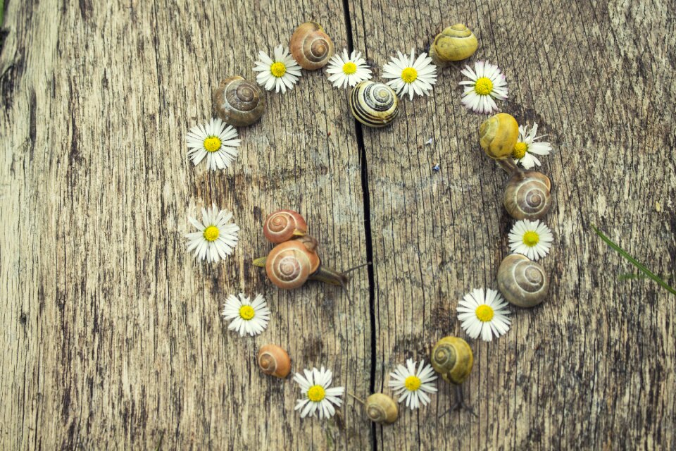 Snails daisies wallpaper