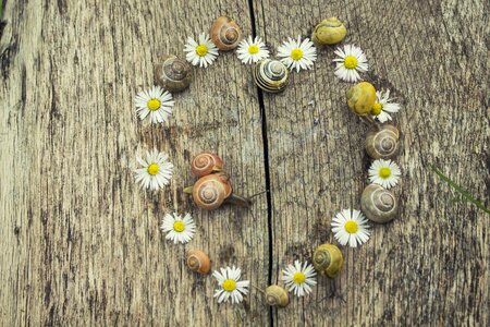 Snails daisies wallpaper