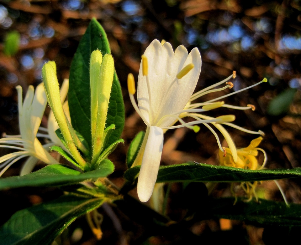 Dainty delicate yellow