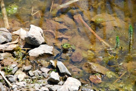 Animal amphibian pond photo