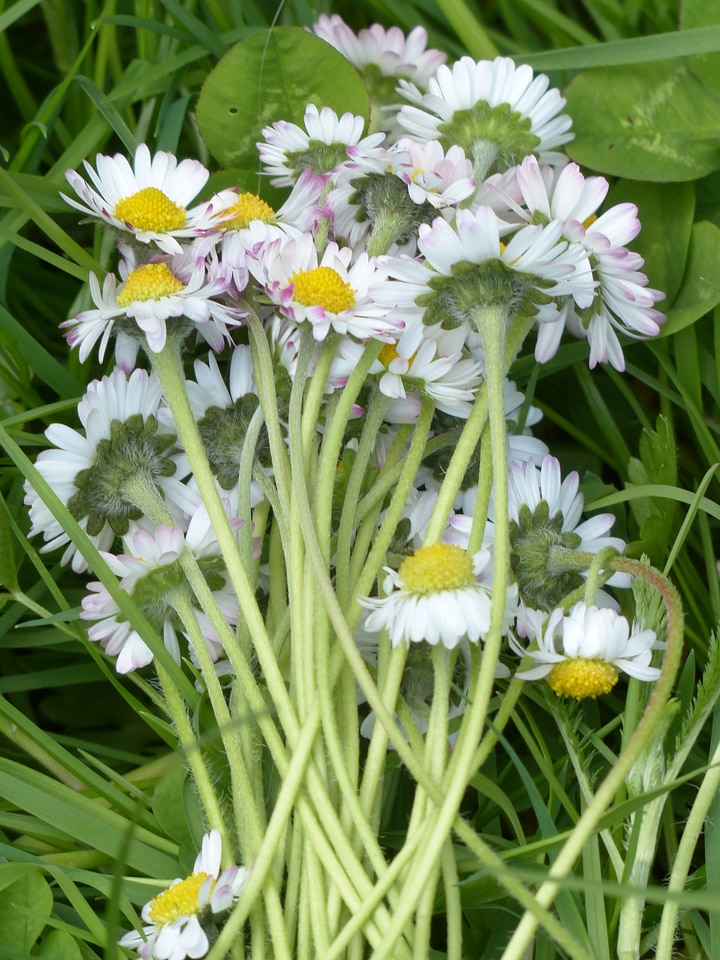 Bloom bloom flower