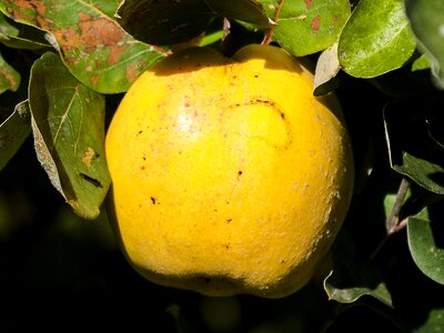 Fruit nature garden