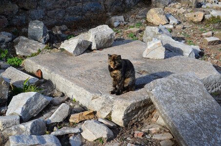 Cat ephesus stone