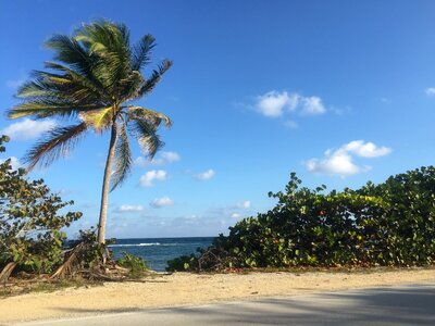 Beach tropical tree photo