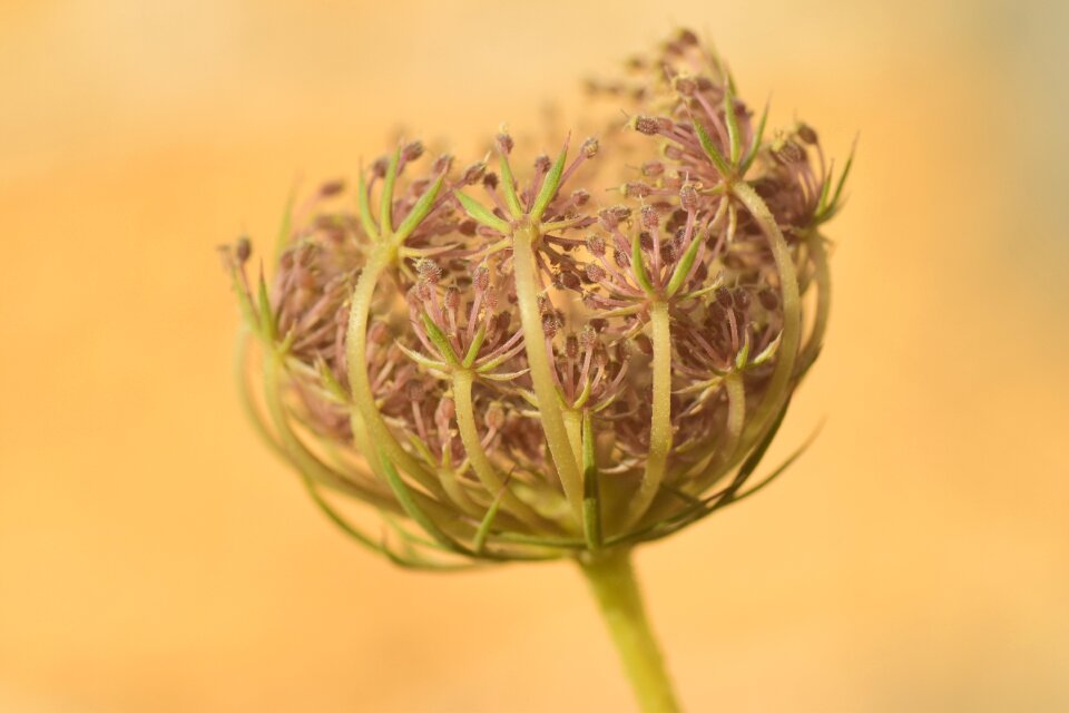 Close up plant faded