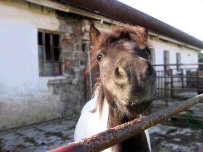 A small horse mottled nostrils