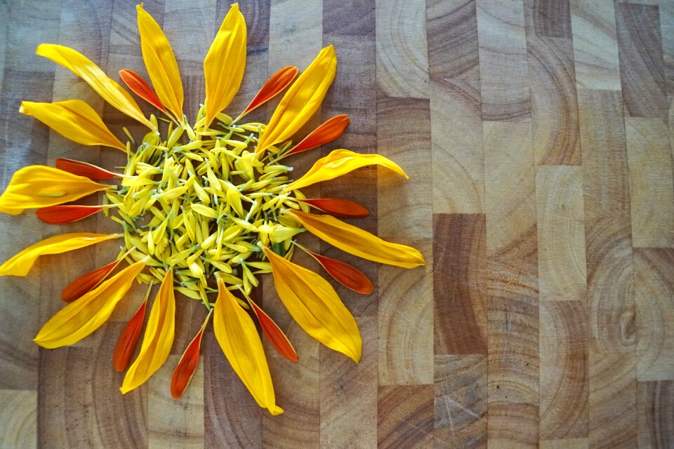 Yellow blossom bloom photo