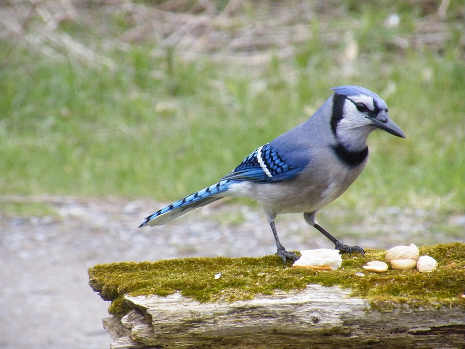 Wildlife close-up outside