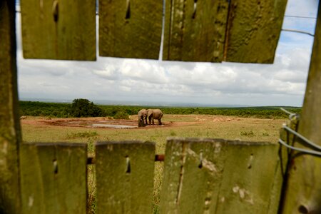 Africa safari wild