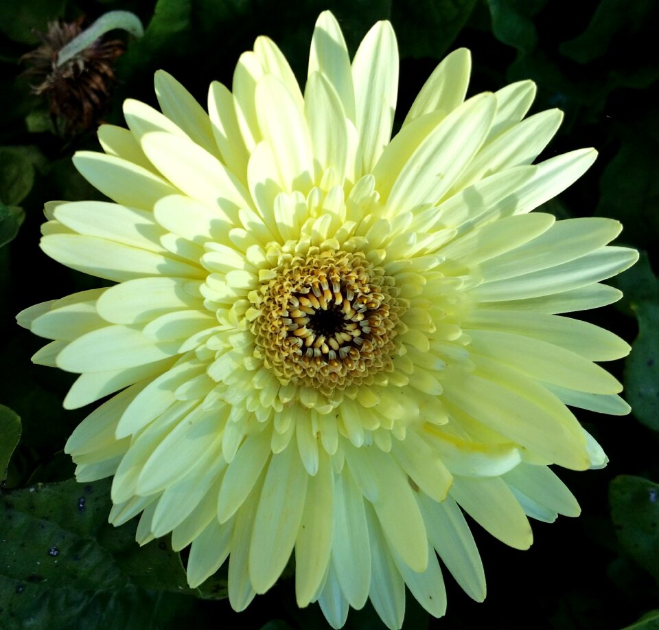 Plant blossom bloom