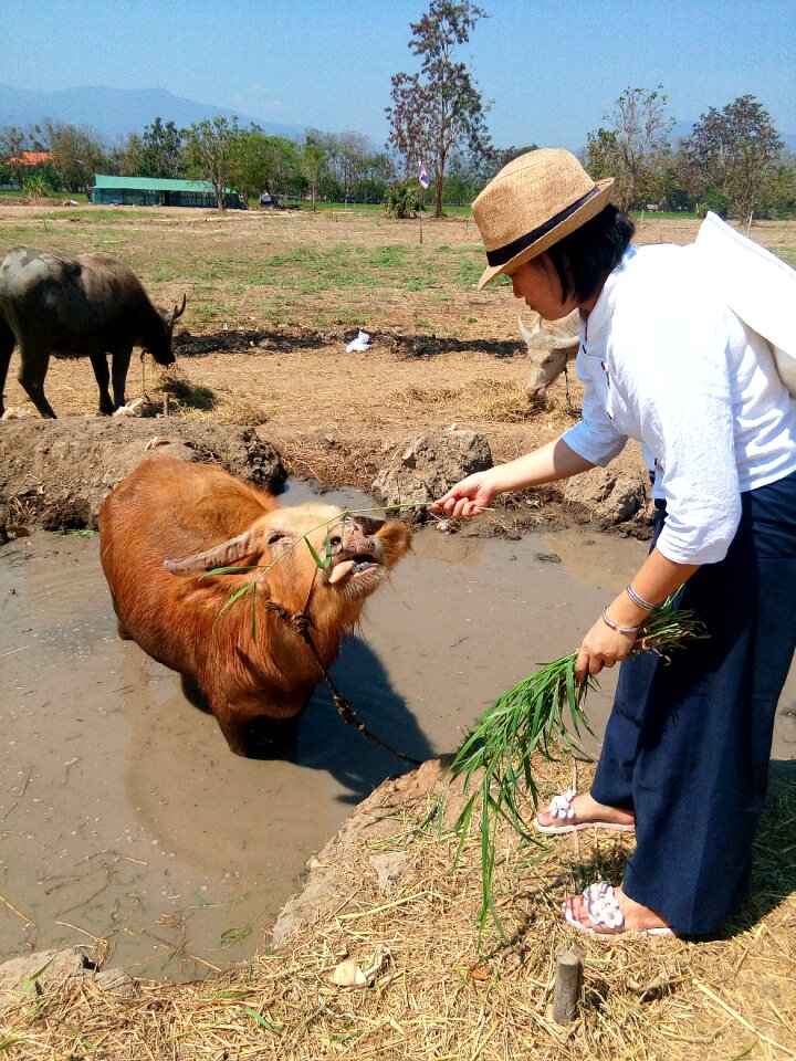 Bull ox bullock photo