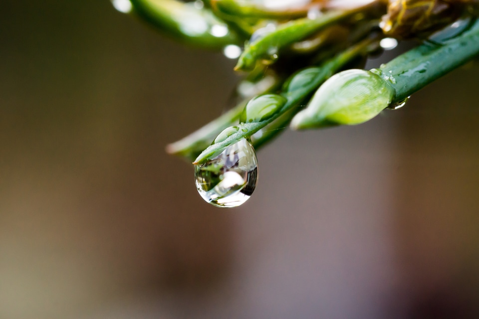 Dew plant mirroring