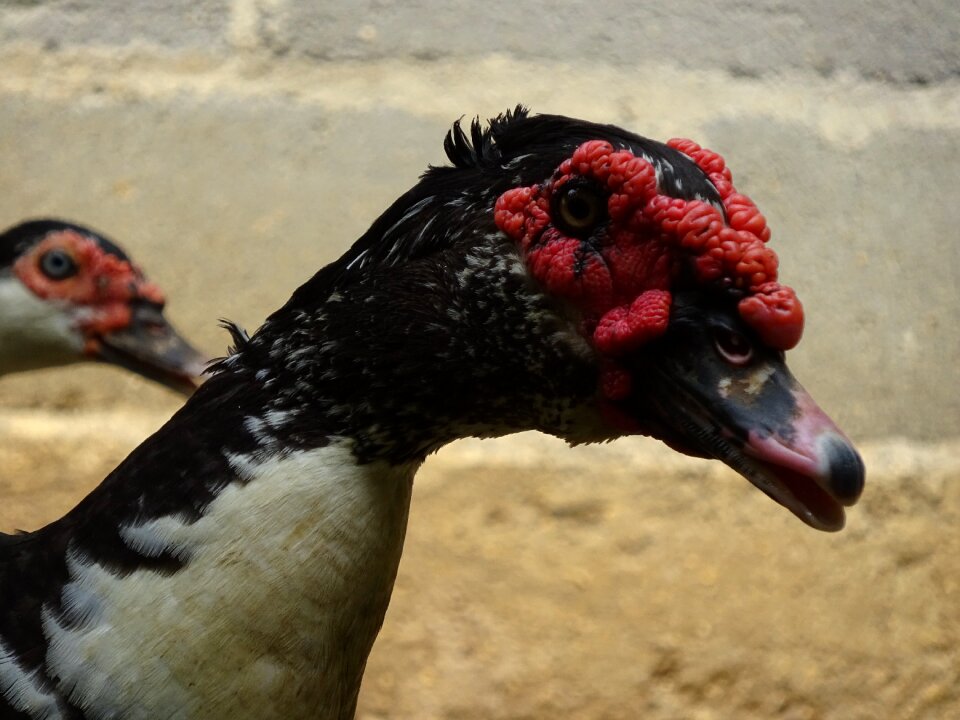 Head muscovy duck