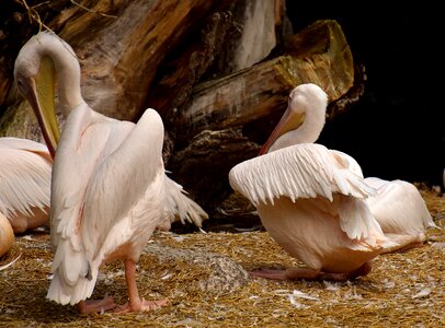 Birds animal plumage photo