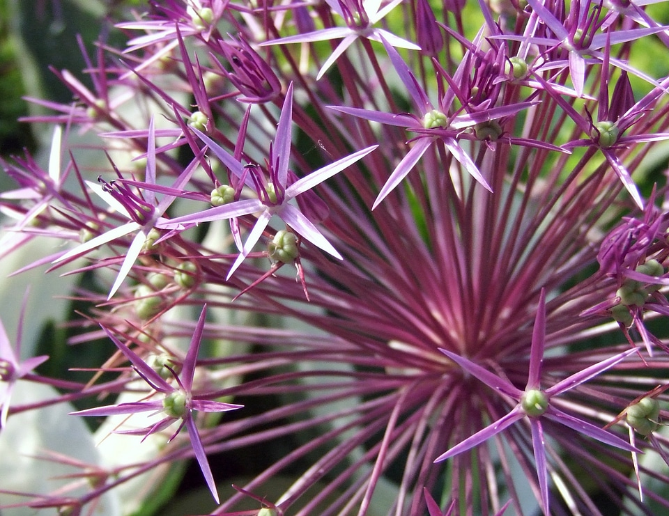 Plant flower spring